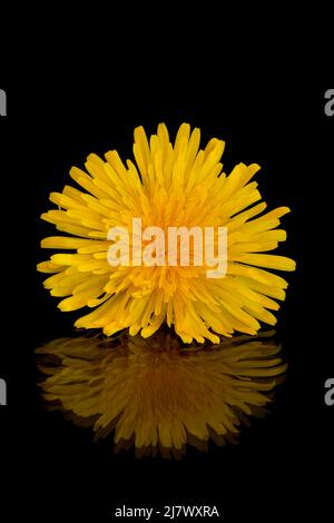 Yellow dandelion on a black background with reflection Stock Photo