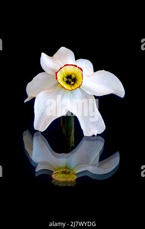 White daffodil flower on a black background with reflection Stock Photo