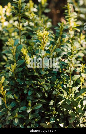 Green boxwood bush in the park on a sunny day Stock Photo