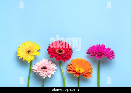 Bouquet of gerberas on blue background Top view Flat lay Holiday greeting card Happy moter's day, 8 March, Valentine's day, Easter concept Copy space Mock up. Stock Photo