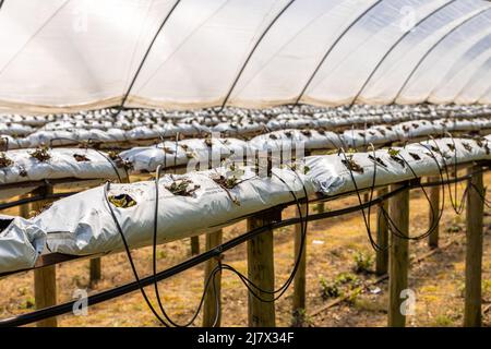 Grow bag hi-res stock photography and images - Alamy