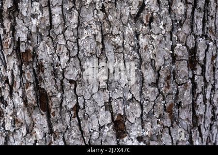Seamless tree bark background. Brown tileable texture of the old tree. High quality photo Stock Photo
