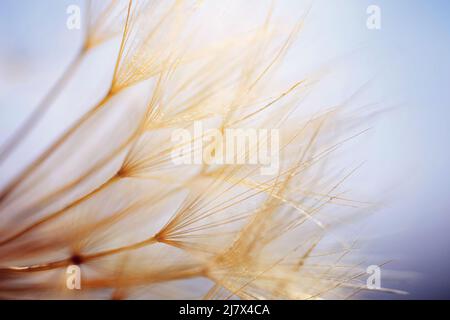 Abstract dandelion flower background. Seed macro closeup. Soft focus. Vintage style. Stock Photo