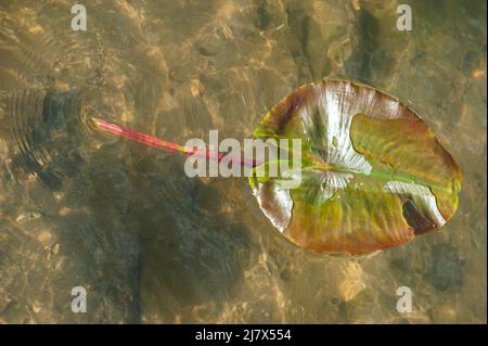 Beautiful yellow Water lily (nuphar lutea) in the clear pound. Underwater shot in the fresh water lake. Nature habitat. Unerwater world. Underwater vi Stock Photo