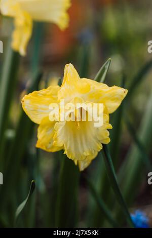 One beautiful yellow daffodil with greenery in spring Stock Photo