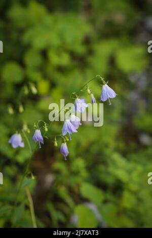 Violet bell-shaped flowers of rare species Adenophora liliifolia from the Balkan Peninsula Stock Photo