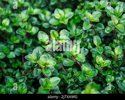 Close up Orange Thyme aromatic garden herb background texture Stock Photo