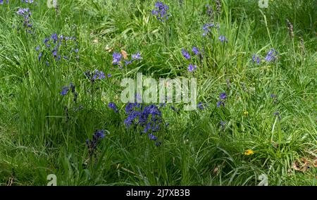 Beautiful Holland park in West London,UK during springs Stock Photo