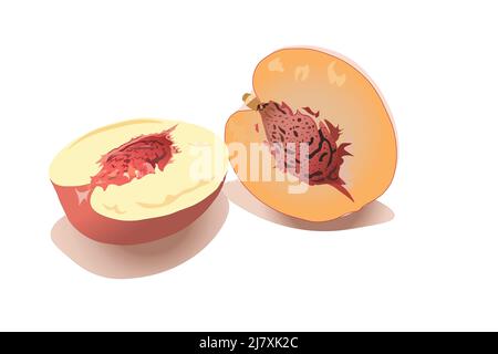 Peach cut isolated on white background. Vector, illustration Stock Vector