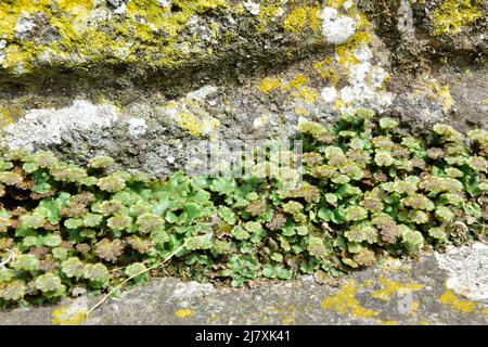 Crescent-cup liverwort, Lunularia cruciata, with main body thalli and reproductive phase below lichen covered wall Stock Photo
