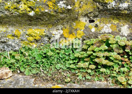 Crescent-cup liverwort, Lunularia cruciata, with main body thalli and reproductive phase below lichen covered wall Stock Photo