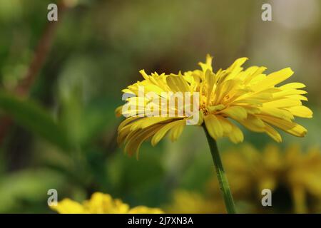 close-up of a beautiful sunlit yellow doronicum flower in front of a blurry natural background, side view Stock Photo