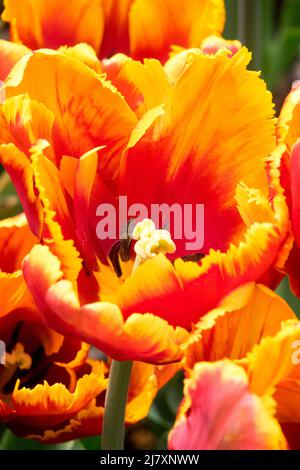 Tulips 'Bright Parrot' Red Parrot Tulip, Tulips Stock Photo
