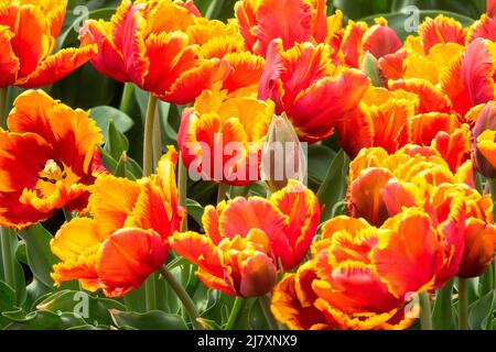 Tulips 'Bright Parrot' Red Yellow Parrot Tulip Stock Photo