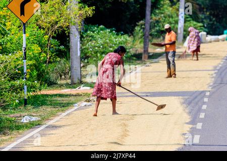 locals spread rice to dry on the tarmac of the road in the sunshine reducing the traffic to single lane Stock Photo