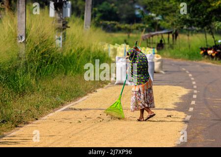 locals spread rice to dry on the tarmac of the road in the sunshine reducing the traffic to single lane Stock Photo