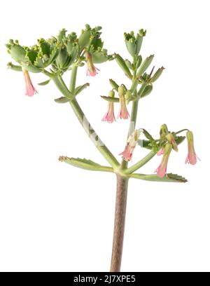 alligator plant with flowers, also known as devil's backbone, mother of thousands or mexican hat, bell-shaped pink flowers isolated on white Stock Photo