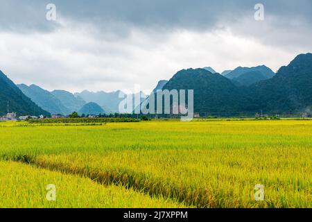 Bac Son rice valley in Vietnam Stock Photo