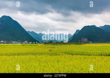 Bac Son rice valley in Vietnam Stock Photo