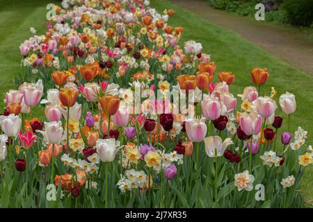 A mixed flower bed with daffodils tulips and crocuses like a wild ...