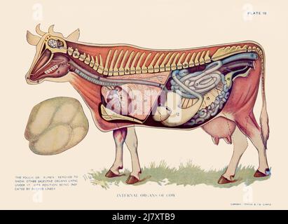 Internal Organs of Cow Stock Photo - Alamy