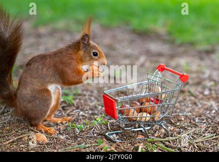 European red squirrel puts peanuts and hazelnuts in a shopping trolley. Stock Photo