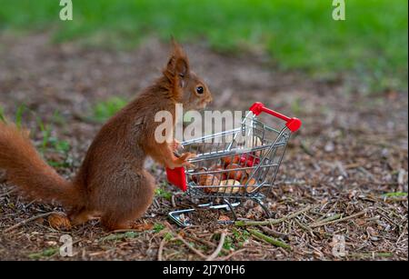 European red squirrel puts peanuts and hazelnuts in a shopping trolley. Stock Photo