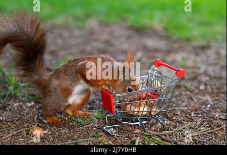 European red squirrel puts peanuts and hazelnuts in a shopping trolley. Stock Photo