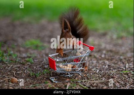European red squirrel puts peanuts and hazelnuts in a shopping trolley. Stock Photo