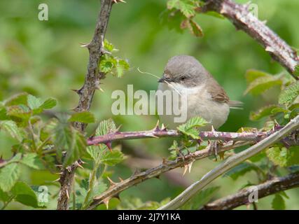 Lesser Whitethroat, Sylvia curruca, Sitting On Brambles With Piece Of Straw In Its Beak, Nesting Material, UK Stock Photo