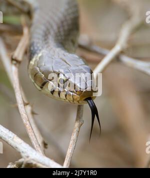 Head Shot From The Front Of A Harmless Barred Grass Snake, Natrix helvetica, Tasting, Sensing The Air With Its Forked Tongue, UK Stock Photo