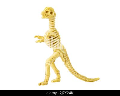 Baby Dinosaur skeleton plastic model toy isolated on white. Stock Photo
