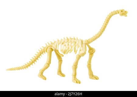 Dinosaur skeleton plastic model toy isolated on white. Stock Photo