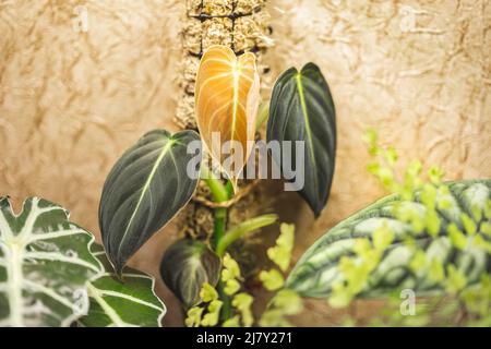 New leaf of young Philodendron Melanochrysum plant growing on a moss pole Stock Photo