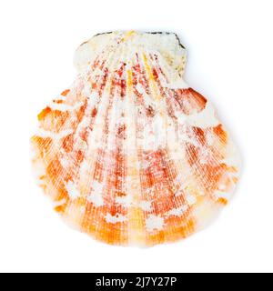 Red Cockleshell Sea Shell isolated on white background Stock Photo