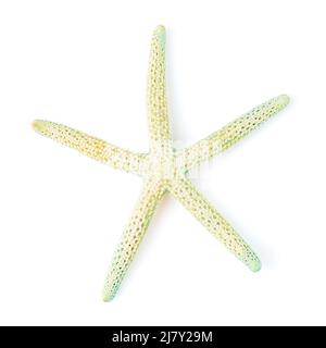 Turquoise Starfish Sea Shell isolated on white background Stock Photo