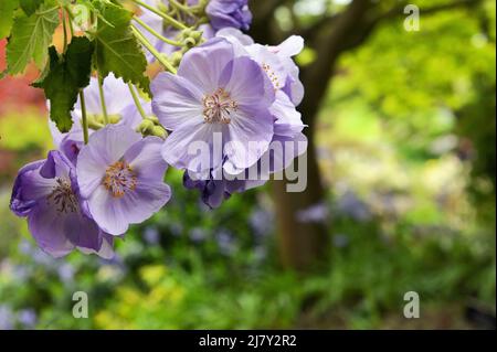Polemonium caeruleum or Jacob's ladder flowers in garden Stock Photo