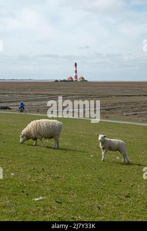 Ewe and lamb browsing on dike in front of Lighthouse Westerhever, cyclist, Eiderstedt Peninsula, Schleswig-Holstein, Germany Stock Photo