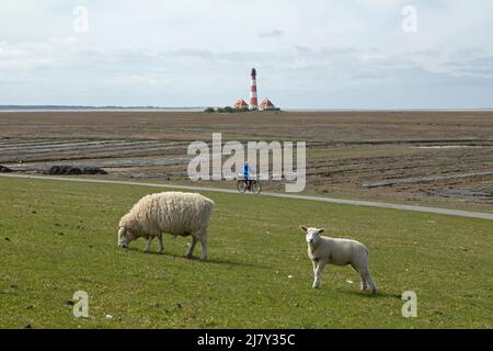 Ewe and lamb browsing on dike in front of Lighthouse Westerhever, cyclist, Eiderstedt Peninsula, Schleswig-Holstein, Germany Stock Photo