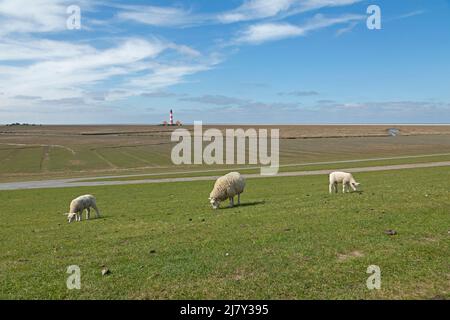 Ewe and lambs browsing on dike in front of Lighthouse Westerhever, Eiderstedt Peninsula, Schleswig-Holstein, Germany Stock Photo
