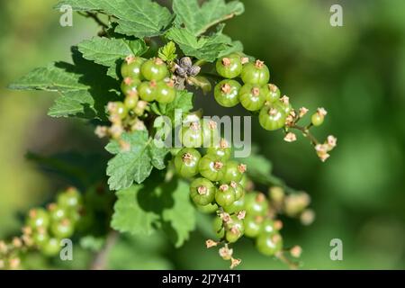 Unripe fresh green redcurrant in the garden. Growing organic berries closeup on a branch of currant bush Stock Photo