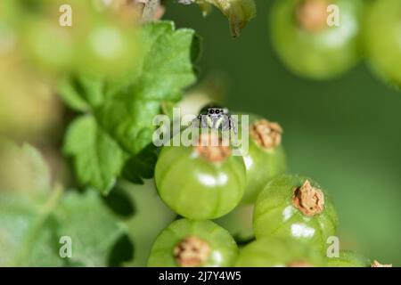 Jumping spider sits on unripe fresh green redcurrant in the garden. Growing organic berries closeup on a branch of currant bush Stock Photo