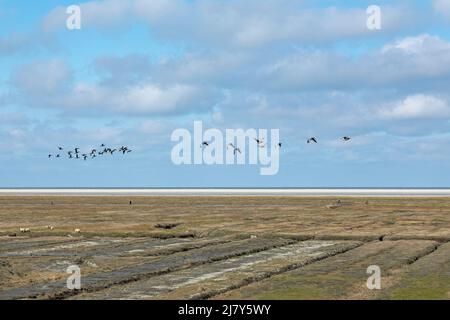 flock of barnacle geese (Branta leucopsis), Westerhever, Eiderstedt peninsula, Schleswig-Holstein, Germany Stock Photo