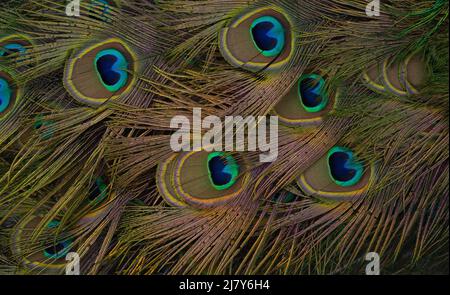 beautiful bright multi-colored peacock tail close-up shot. Stock Photo