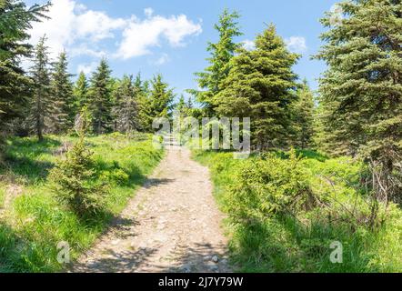 Gravel hiking pathway leading to the Lysá hora mountain through a forest Stock Photo