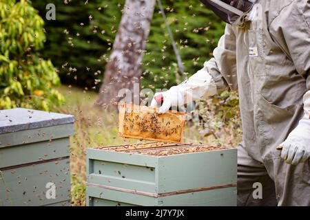 Beekeeper collecting Honey from the beehives Stock Photo