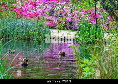 The Isabella Plantation with Azaleas and Rhododendrons in full colourful springtime  bloom, Richmond Park Greater London England UK Stock Photo