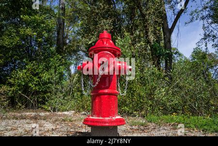 A red fire hydrant sits at the edge of a wooded area in rural North Central Florida. Stock Photo