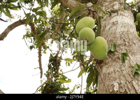 Green mangoes hanging on Mango tree Stock Photo