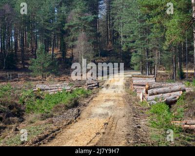 Forestry road, The New Forest, Hampshire, UK Stock Photo